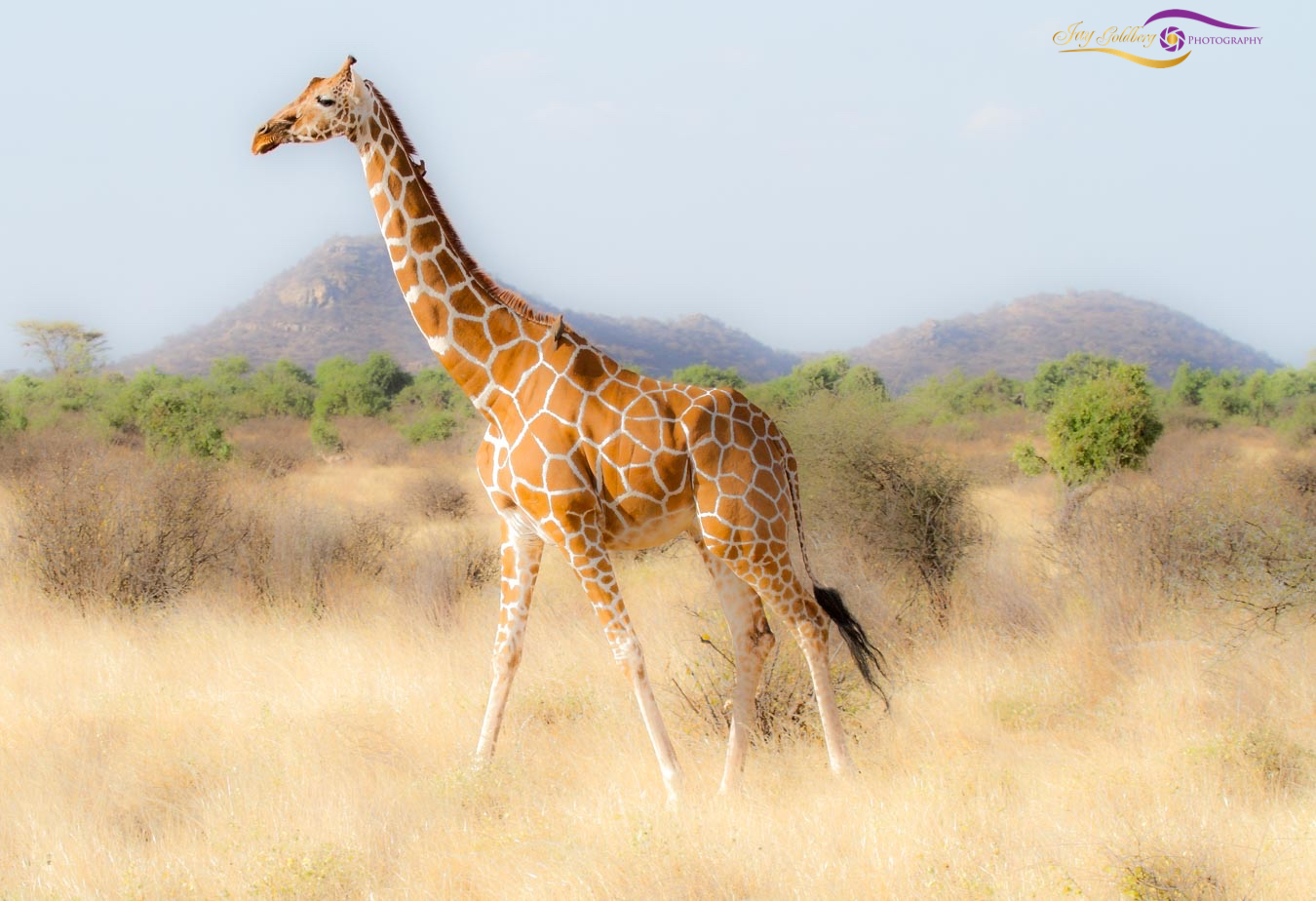 African Giraffe-1.jpg -  by Jay Goldberg Photography