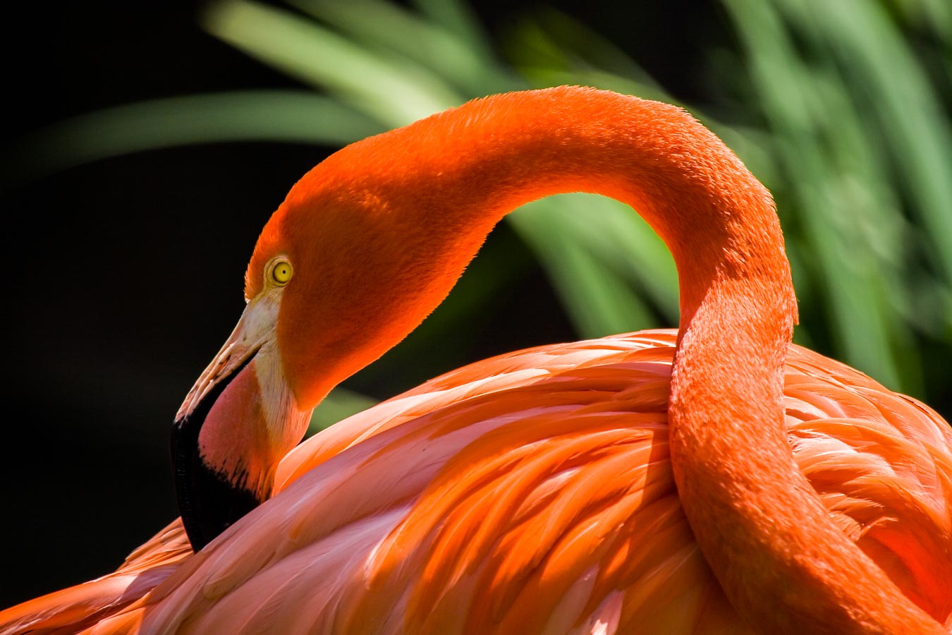 African Flamingo-1.jpg -  by Jay Goldberg Photography