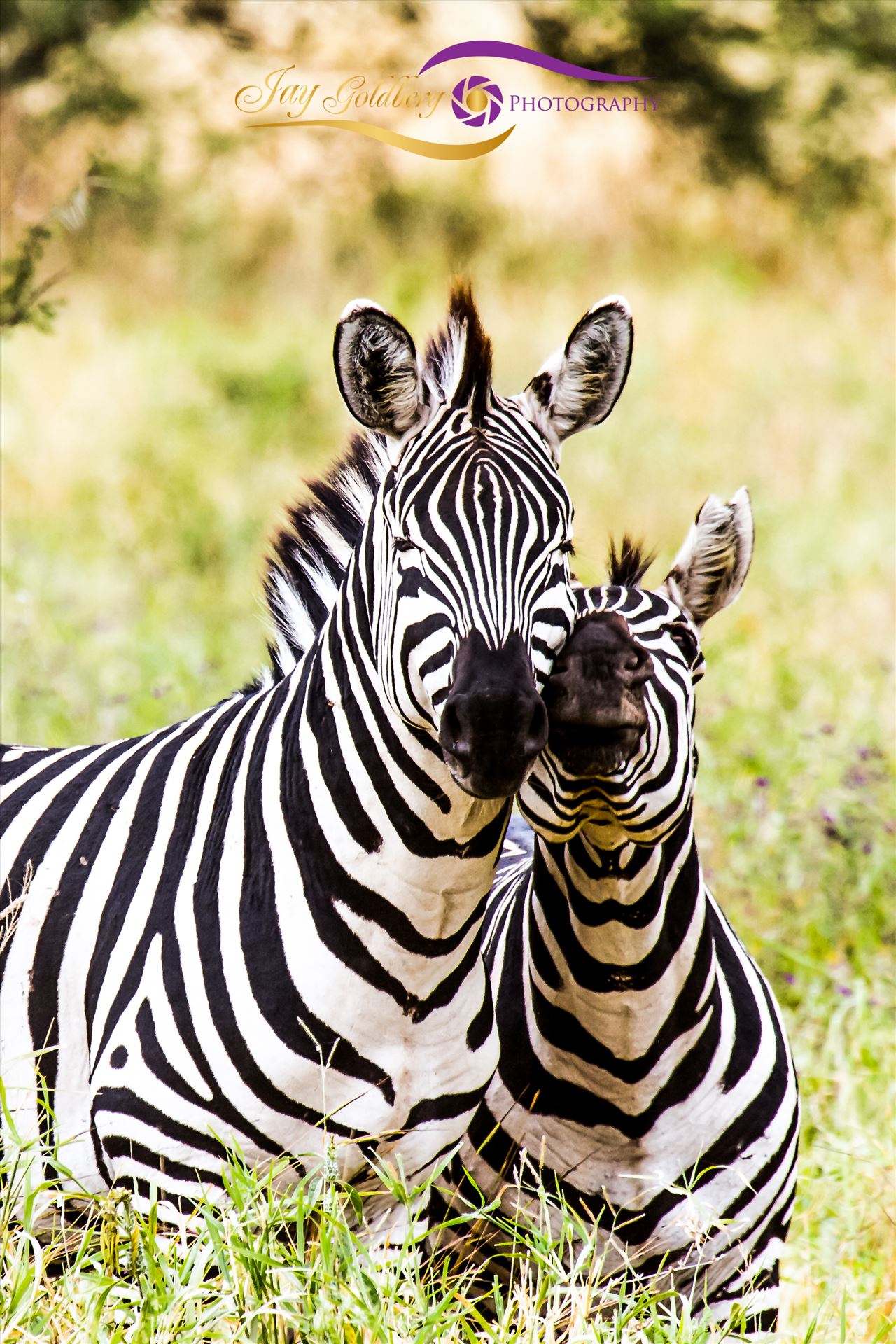 Baby Zebra and Mom-1.jpg -  by Jay Goldberg Photography