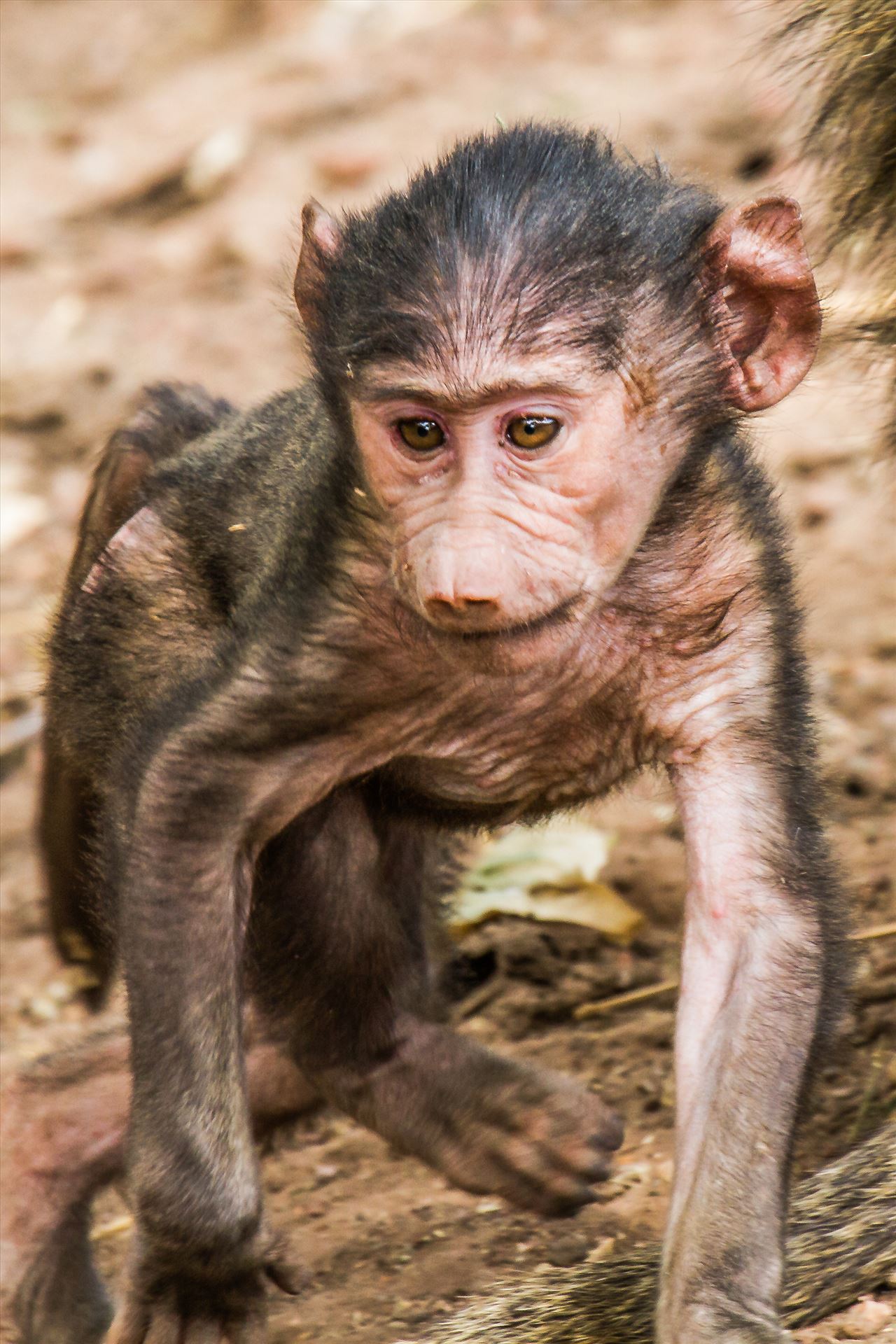 JGP Web Baby Baboon-1.jpg -  by Jay Goldberg Photography