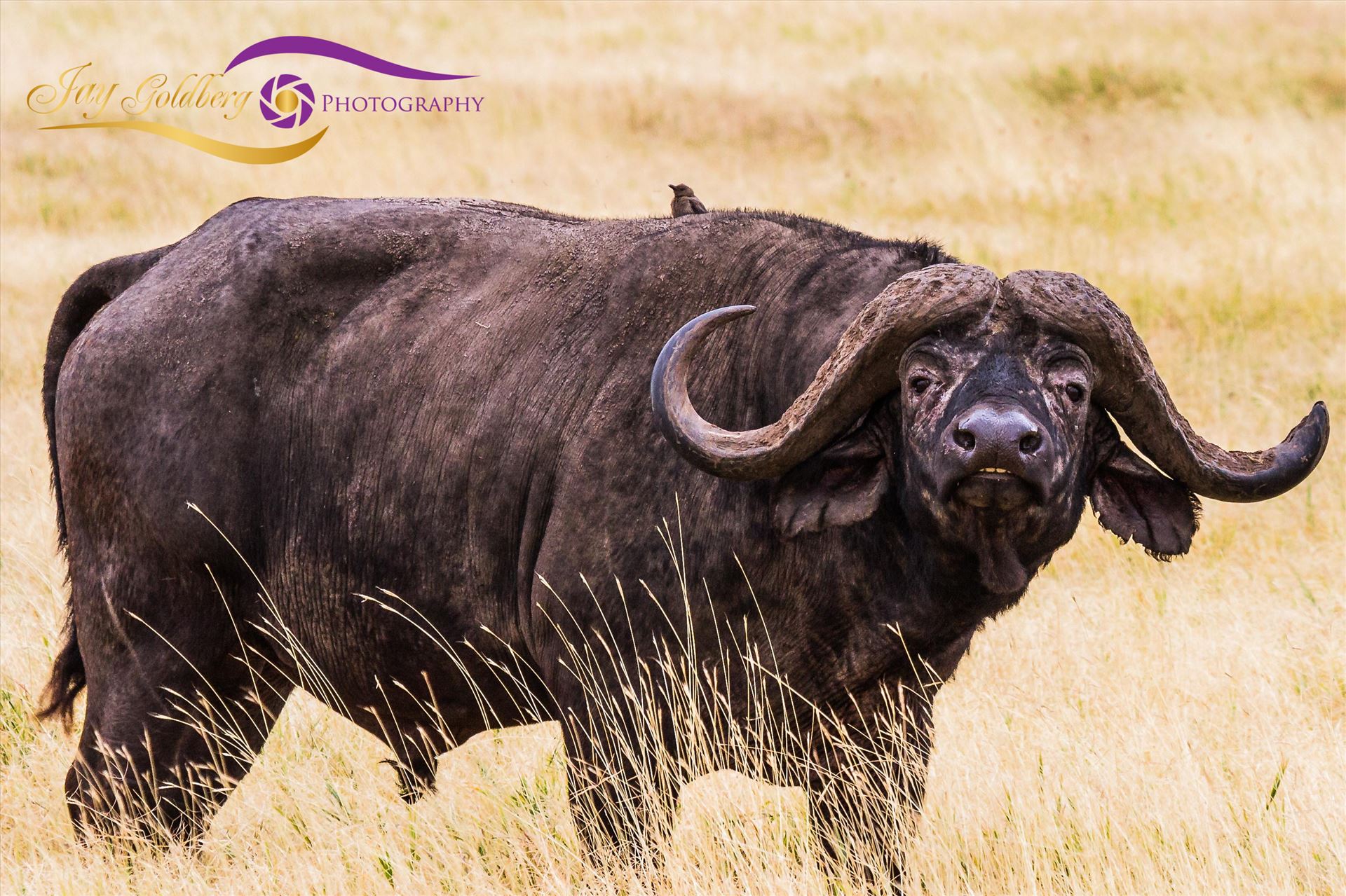 African Buffalo w hitchhiker-1.jpg -  by Jay Goldberg Photography